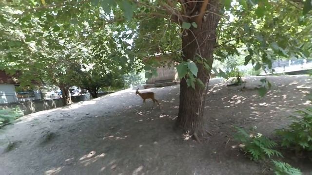 Одесский зоопарк - олень смотреть онлайн