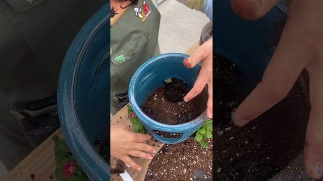 How to plant in a Strawberry Pot with Liz! смотреть онлайн