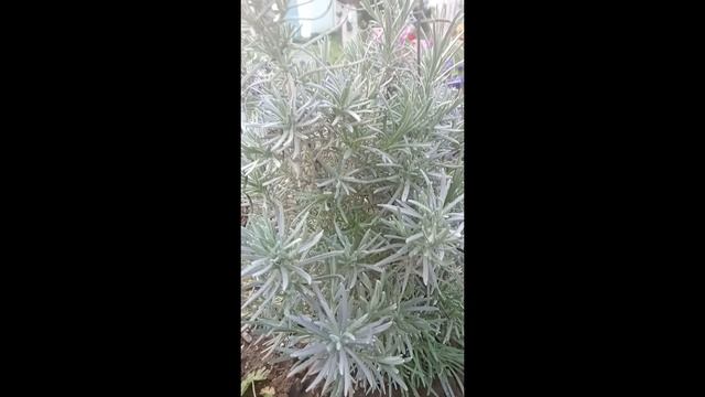 Бессмертник Итальянский - пряность пахнущая Карри #Shorts смотреть онлайн