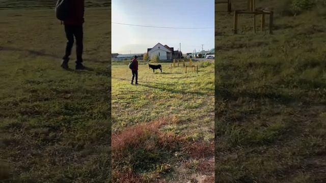 Русские фан-юмористы