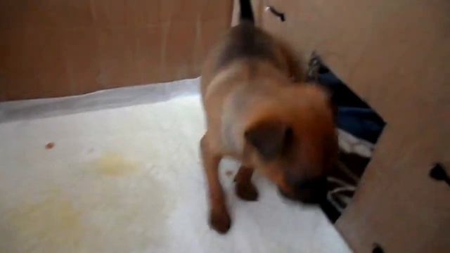 Как приучать щенков к пеленке. смотреть онлайн