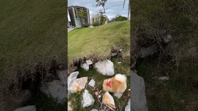 Бася открывает для себя скалолазание! смотреть онлайн