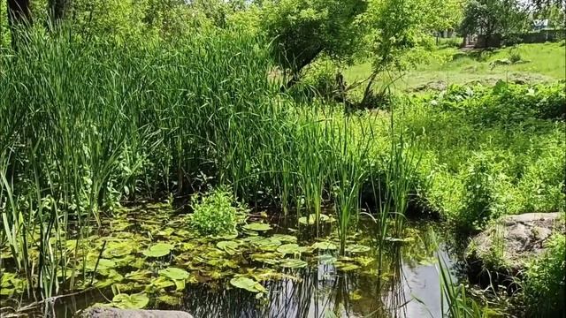 Шестой лунный день?Привлекаем деньги || Практика на 6 лунные сутки. смотреть онлайн