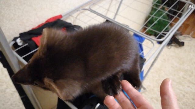 Домашний Соболь Дика "Как мы любим шоколад" смотреть онлайн