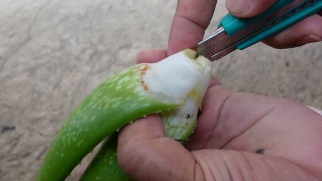 Aloe vera Leaf Propagation: A Step-By-Step Guide смотреть онлайн