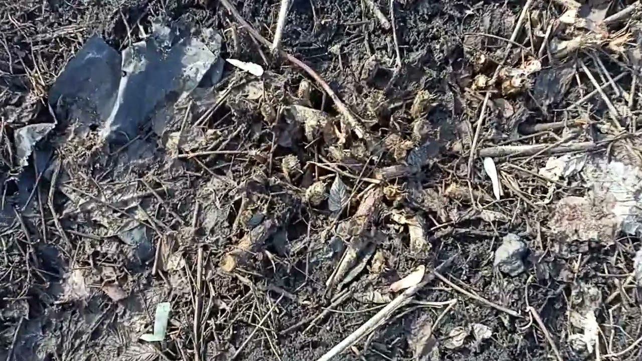 результат годовалого выращивания спорыша(трава мурова) в междурядьях малины и ежевики. смотреть онлайн