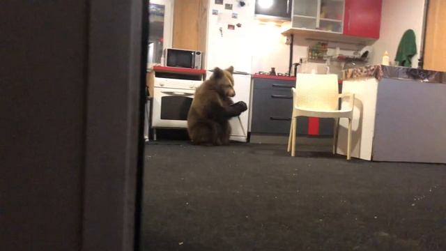 Что будет делать медведь когда заберётся в дом. смотреть онлайн