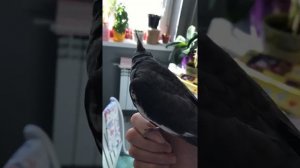 Корелла разговаривает.Гошка говоруша