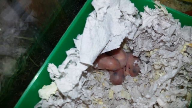 новонароджені хомяки - новорожденные хомяки,джунгарські - джунгарские хомячки ? смотреть онлайн