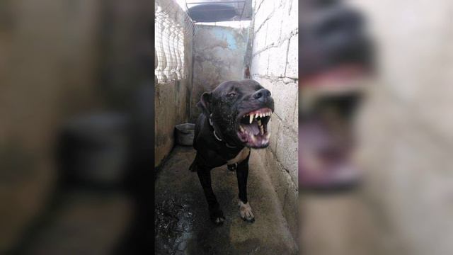 EL GAME EN UN PITBULL / FINURA EN UN APBT PARTE 2 final смотреть онлайн