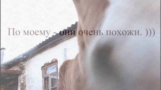 Жеребята в Усадьбе "Старая мельница". смотреть онлайн