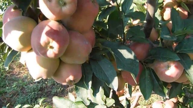 Mar Starkrimson смотреть онлайн