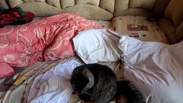 МОЙ КОТ ПЫТАЕТСЯ МЕНЯ УБИТЬ смотреть онлайн