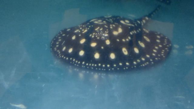 Кормление молоди скатов леопольди смотреть онлайн