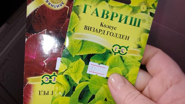 Первые всходы петуньи 15 января.2019г смотреть онлайн
