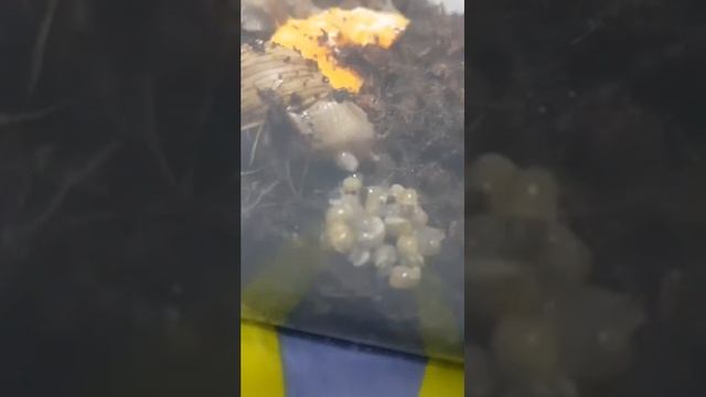 Как рожает улитка смотреть онлайн