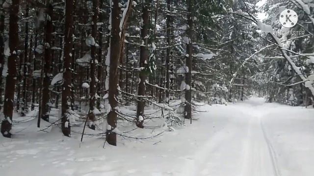 Тофалар 500. Прогулка по тайге. смотреть онлайн