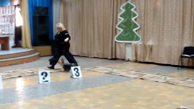 Региональная выставка собак Новосибирск 31 01 10 Кобели промежуток смотреть онлайн