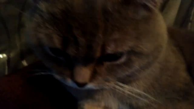 Самый тупой Клип ПРО КОТА ( Приколы, Юмор, Ржач ) VivaVideo