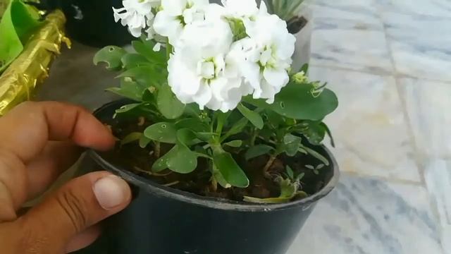 How to grow Hoary Stock (Matthiola incana) смотреть онлайн