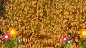 Дерен кроваво-красный Мидвинтер Фире. Краткий обзор, описание cornus sanguinea Midwinter Fire