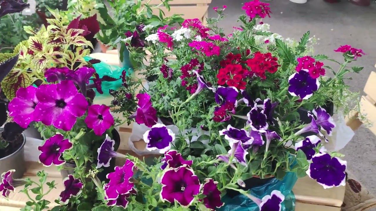 Новые сорта петуний колеуса алиссума вербены.Обзор моих новинок. Зачем стричь петунию после покупки. смотреть онлайн