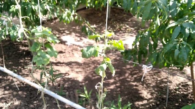 Пока персики дозревают. ДВА СЛОВА ОБ ОГУРЦАХ..Делайте так и будут у вас огурцы до холодов! смотреть онлайн