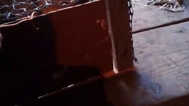 Ловушка для синиц смотреть онлайн
