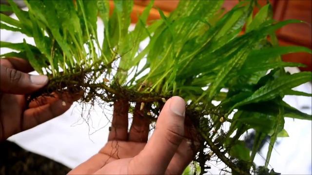 Java Fern Plant Guide and How to Grow and Care for Java Fern смотреть онлайн