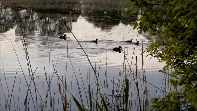 ТОПОЛИНЫЙ ПУХ*))) ((Вейделевка ((Вкт Д. смотреть онлайн