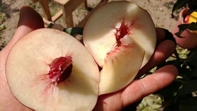 Нектарин Сноу Дроп. Nectarine Snow Droop. Білом'ясий сорт, виражений, солодкий смак. Огляд Максі Са смотреть онлайн