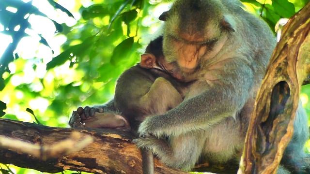 BERRY old mother long tail monkey sleeping hug little fat baby BELLA comforting for warning смотреть онлайн