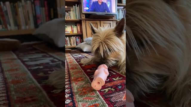 Каждый вечер или слон или пикала, он может так пикать ну ОЧЕНЬ долго , пока не заберут ?