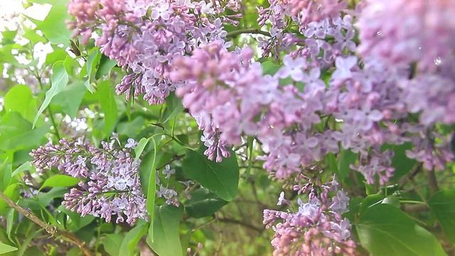 ☀❤ ПЬЯНАЯ ВЕСНА - Людмила Лиманская Лебедева❤ ☀??