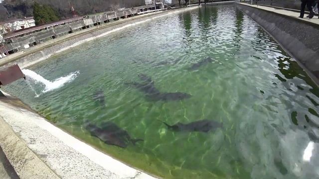 Travel guide #4. Монстры. Белуга 100 кг. Самое крупное форелевое хозяйство в России. Форель 6 кг. смотреть онлайн