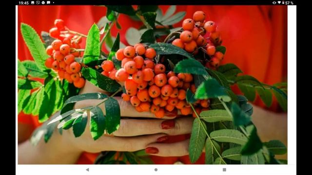 Рябиновые бусы .Осень с красными брызгами рябины . смотреть онлайн