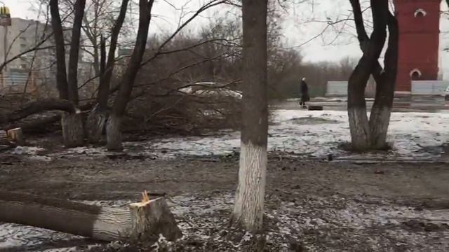 Деревья с гнездами грачей срубили ради стройки вокзала в Бердске смотреть онлайн