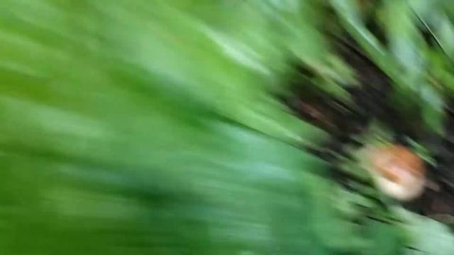 Первые наши грибы в этом году смотреть онлайн