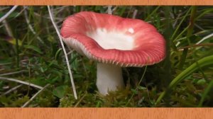 Карточки Домана Часть 11 Гриби!