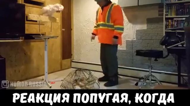 Попугай.Хозяин сломал клетку папугаю. смотреть онлайн