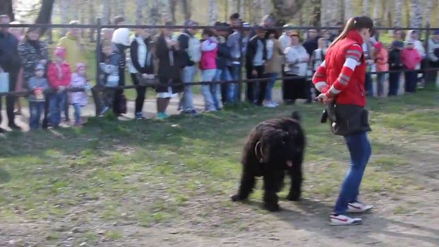 Русский чёрный терьер Харви вл.Лавелина Евгения смотреть онлайн
