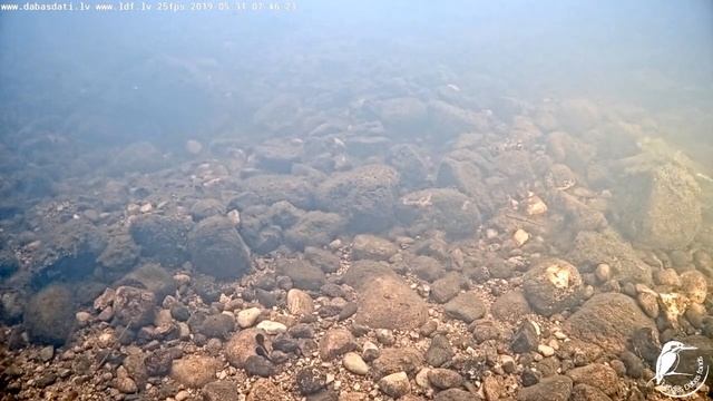 Raķupes zemūdens kamera (Подводная камера в Ракупе) 31.05.19. 7:50 смотреть онлайн