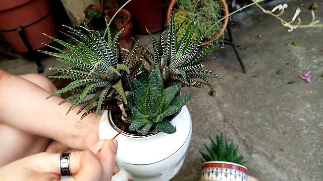 Suculenta Cebra y conociendo su FLOR смотреть онлайн