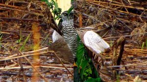 Птицы Вятского края.