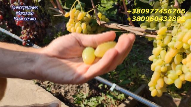 Белая акация