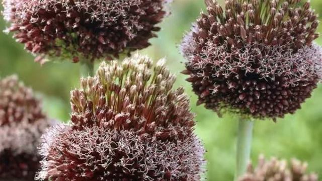 Декоративный лук Аллиум Форлок смотреть онлайн