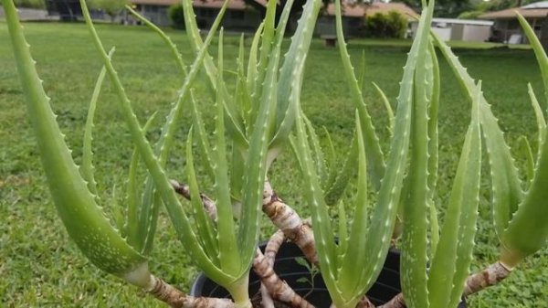 Aloe Vera - Barbadensis Miller Pre Bonsai - Healthy Plants Update (Tagalog)