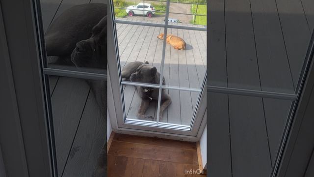 А мы двери не закрываем на ключ #канекорсо #canecoro