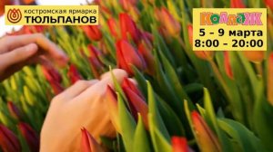Где купить тюльпаны в Костроме? — Костромская ярмарка тюльпанов