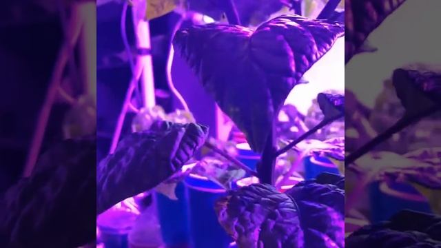 Chocolate Habanero Indoor Grow